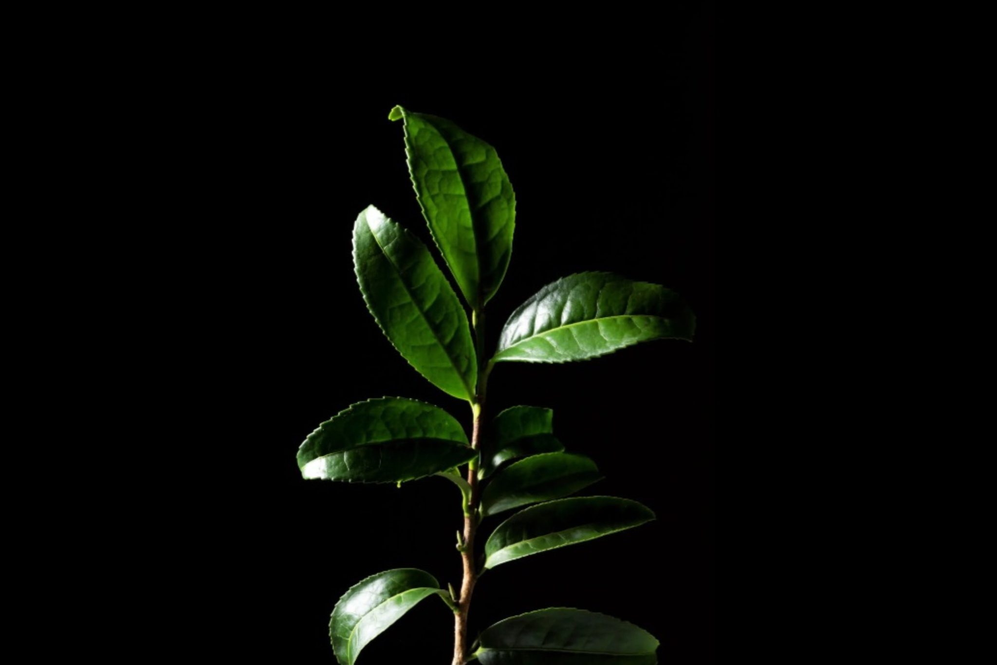 withania somnifera ( Ashwagandha) dried root, Root powder, green leaves herbal plants. withania somnifera isolated on white background